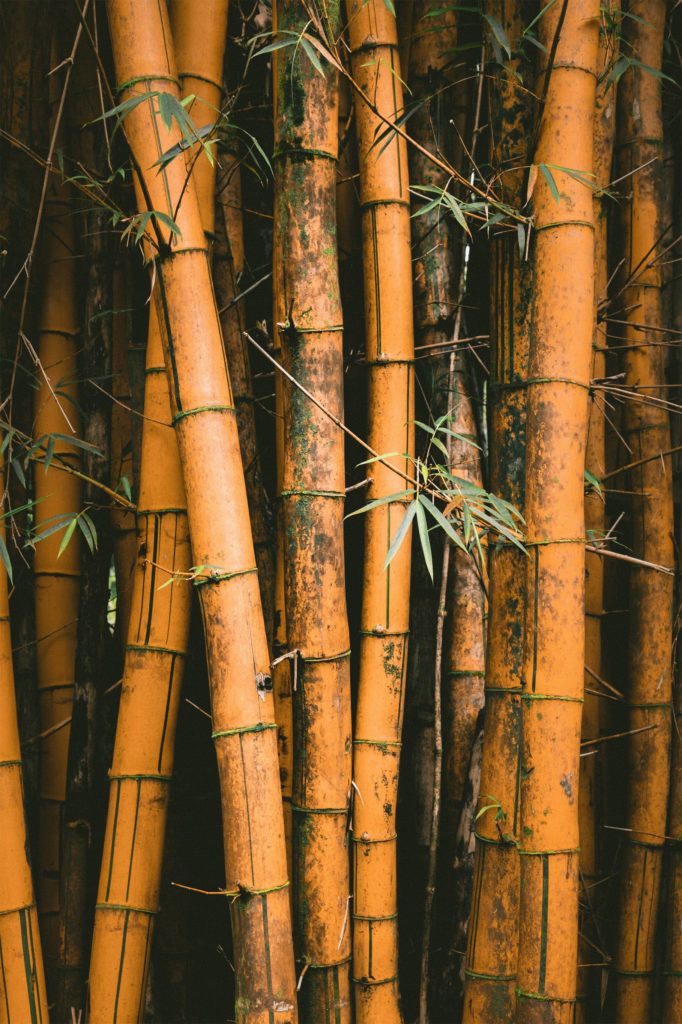 El bamboo se ha convertido en uno de los materiales más utilizados en la construcción.